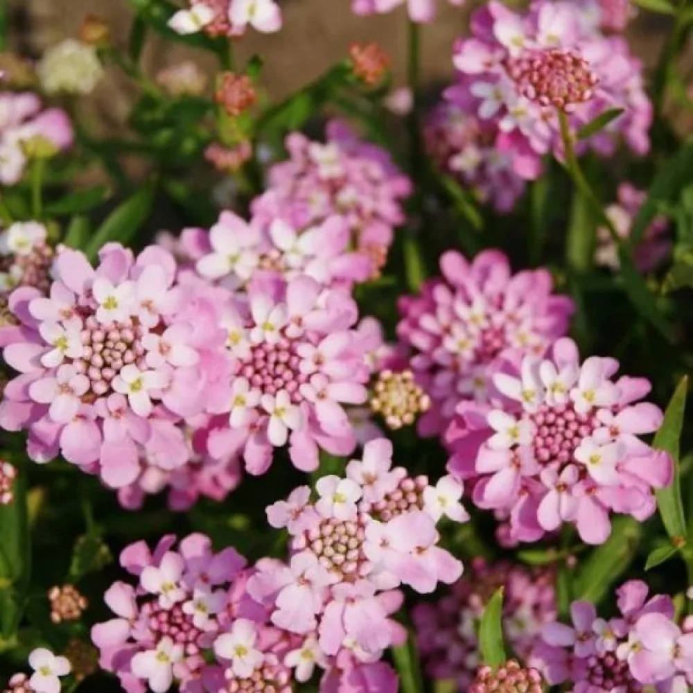 Iberis 'Rose Cardinal' – klarrosa