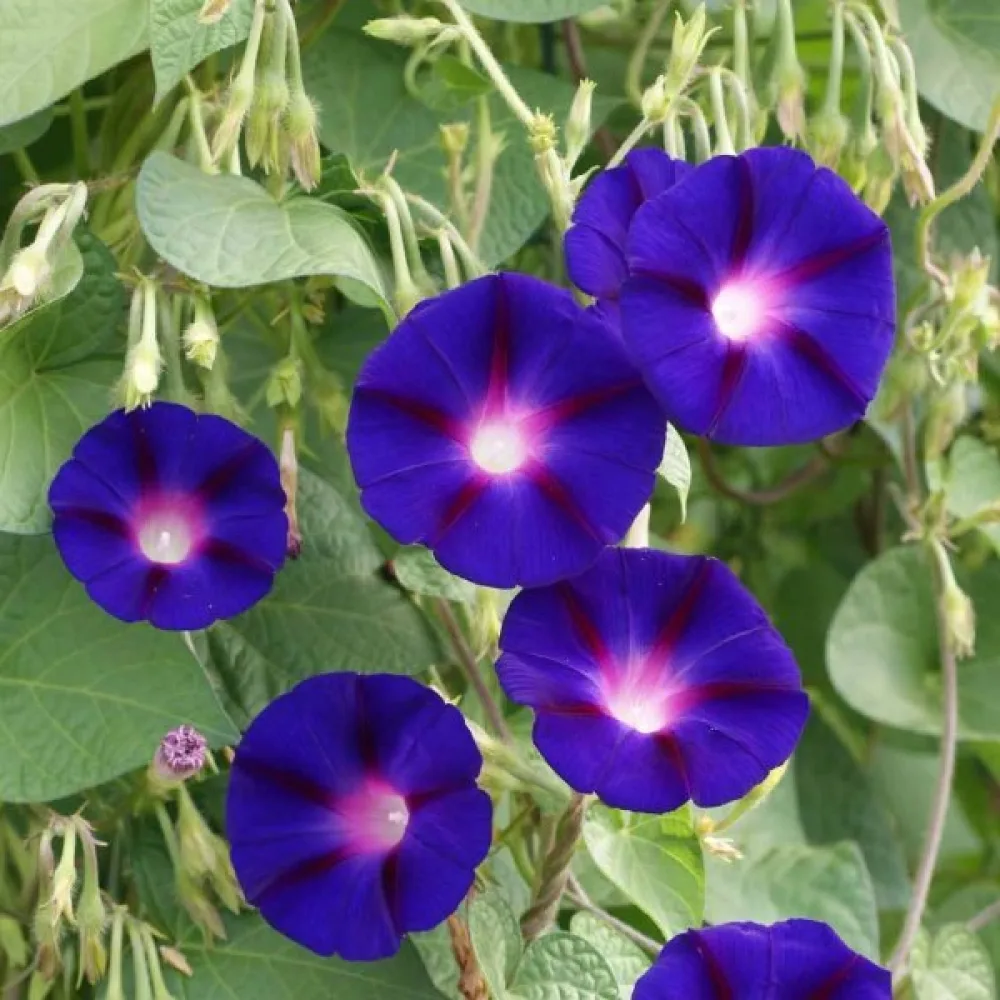 Purpurvinda 'Grandpa Ott' – lila