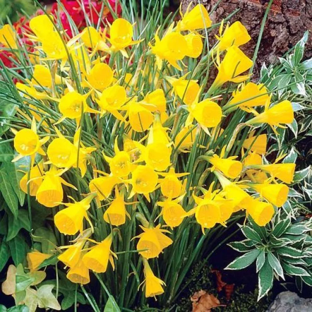 Narciss bulbocodium 'Golden Bells'