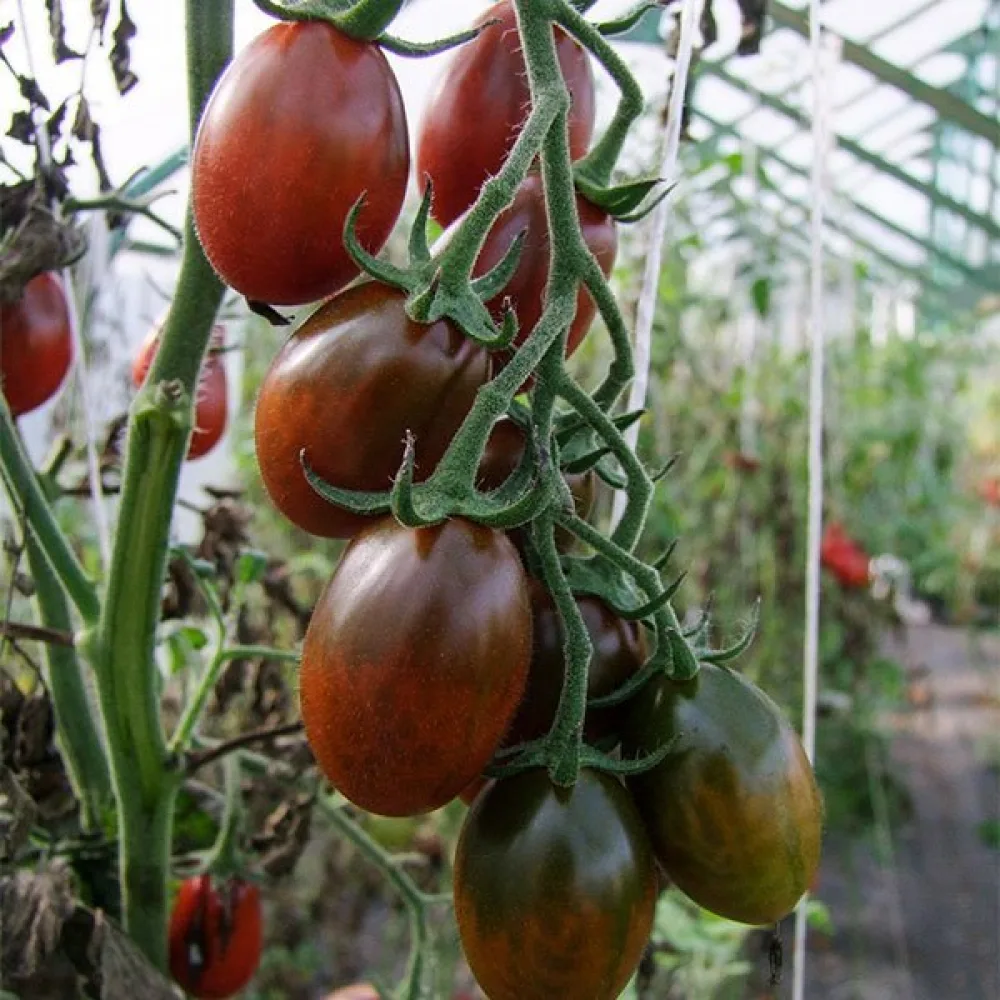 Körsbärstomat 'Black Plum'