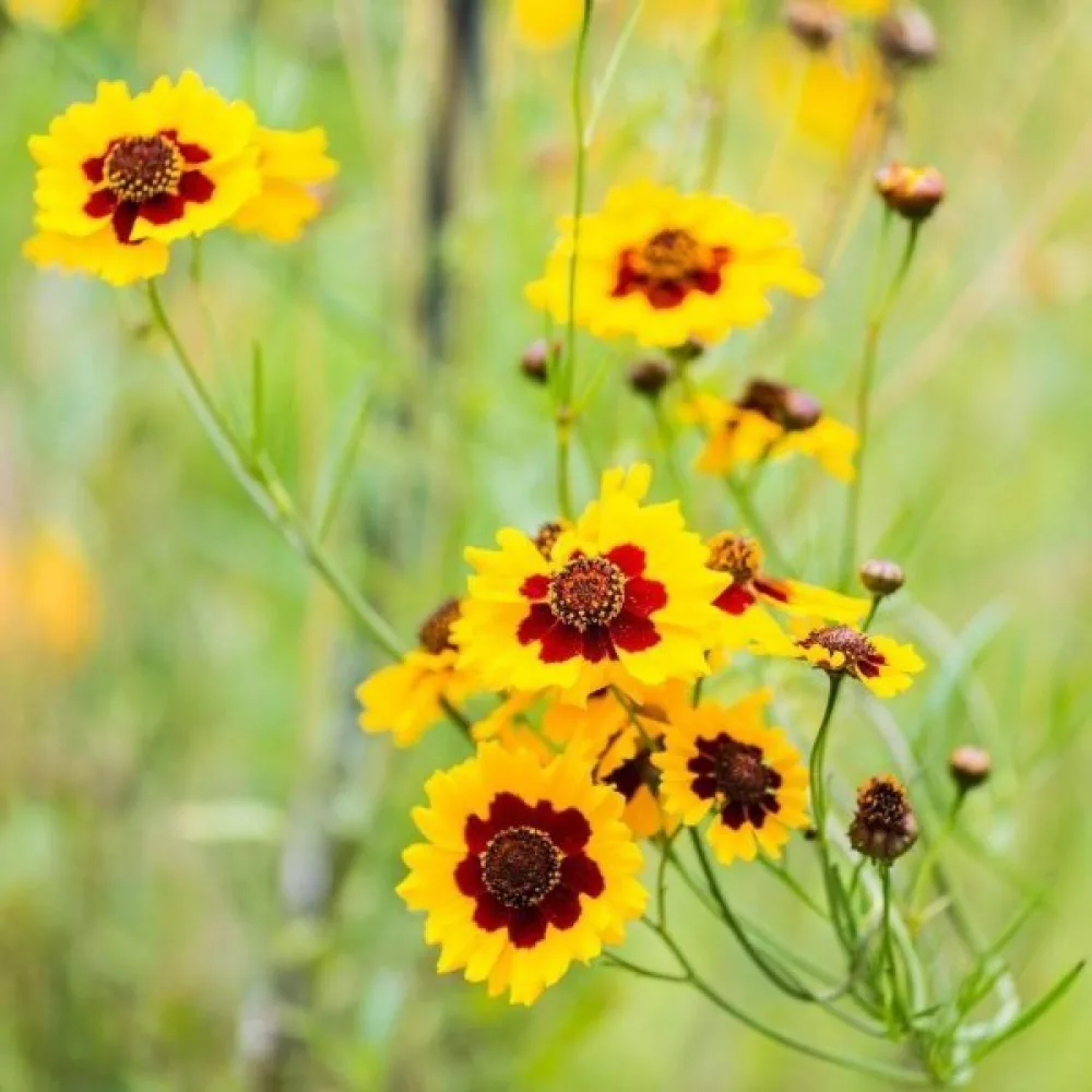 Flicköga 'Radiata' mix