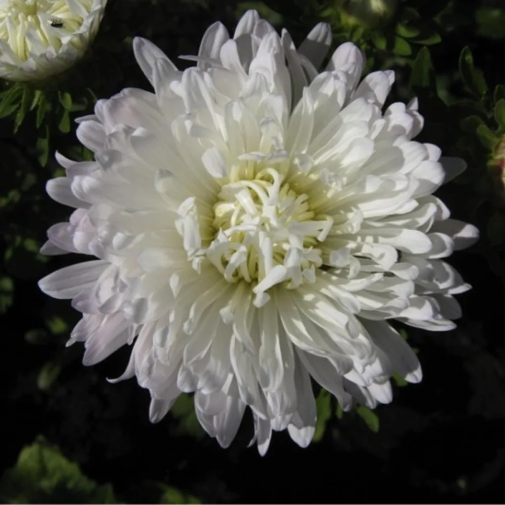 Sommaraster 'Colour Carpet' vit