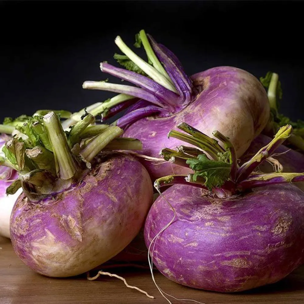 Rova 'Purple Top Milan'