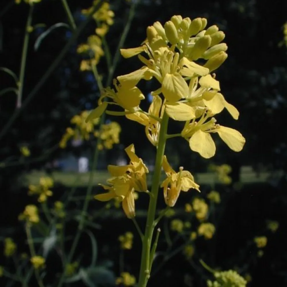 Svartsenap Brassica nigra