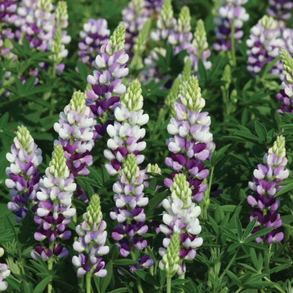 Lupin – mix