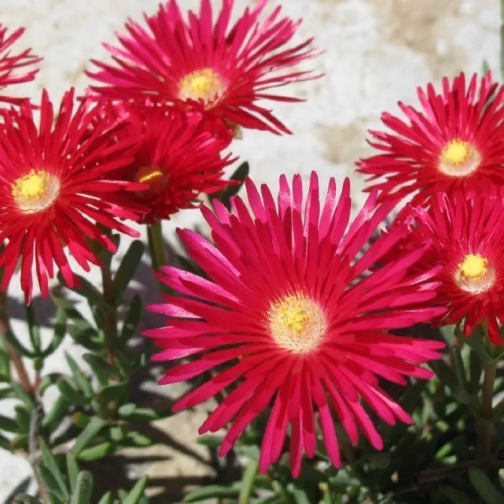 Middagsblomma Dorotheanthus bellidiformis, röd