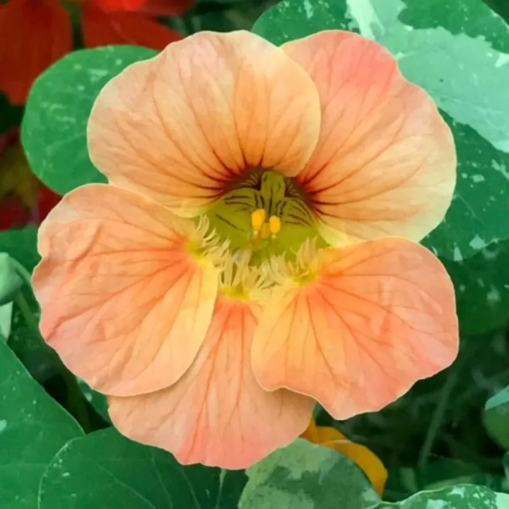Krasse 'Vesuvius Salmon'