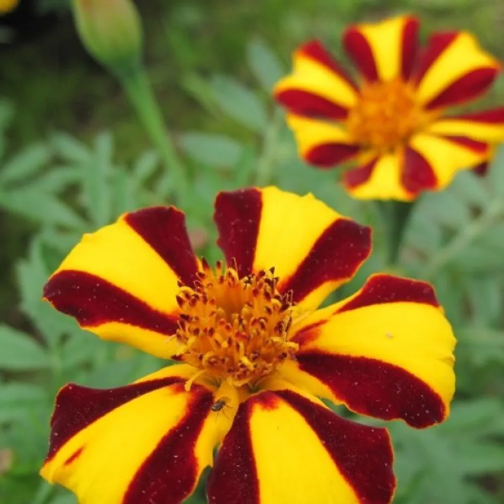 Fransk tagetes 'Mrs Majesty'