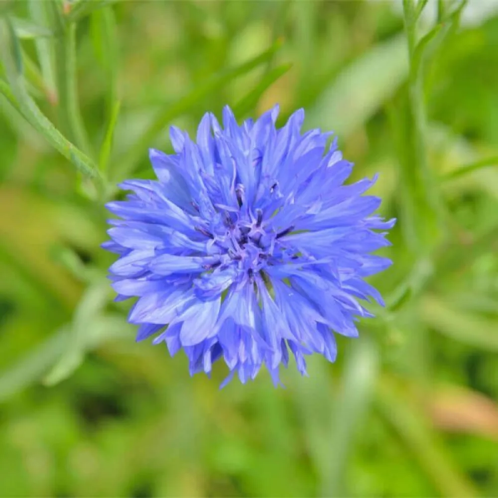 Blåklint 'Blue Ball', blå