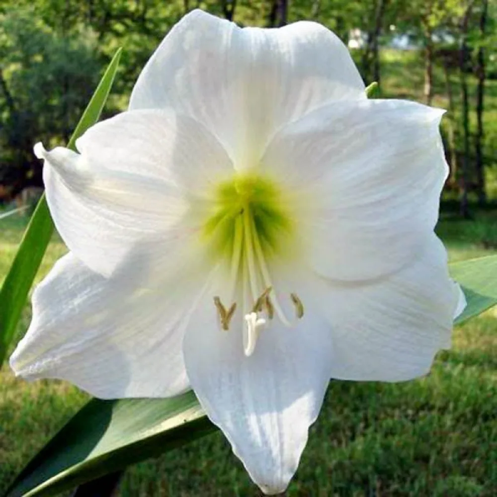 Amaryllis 'MONT BLANC'