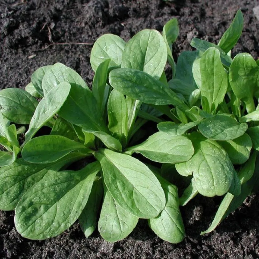 Machesallat 'Grote Noordhollandse'