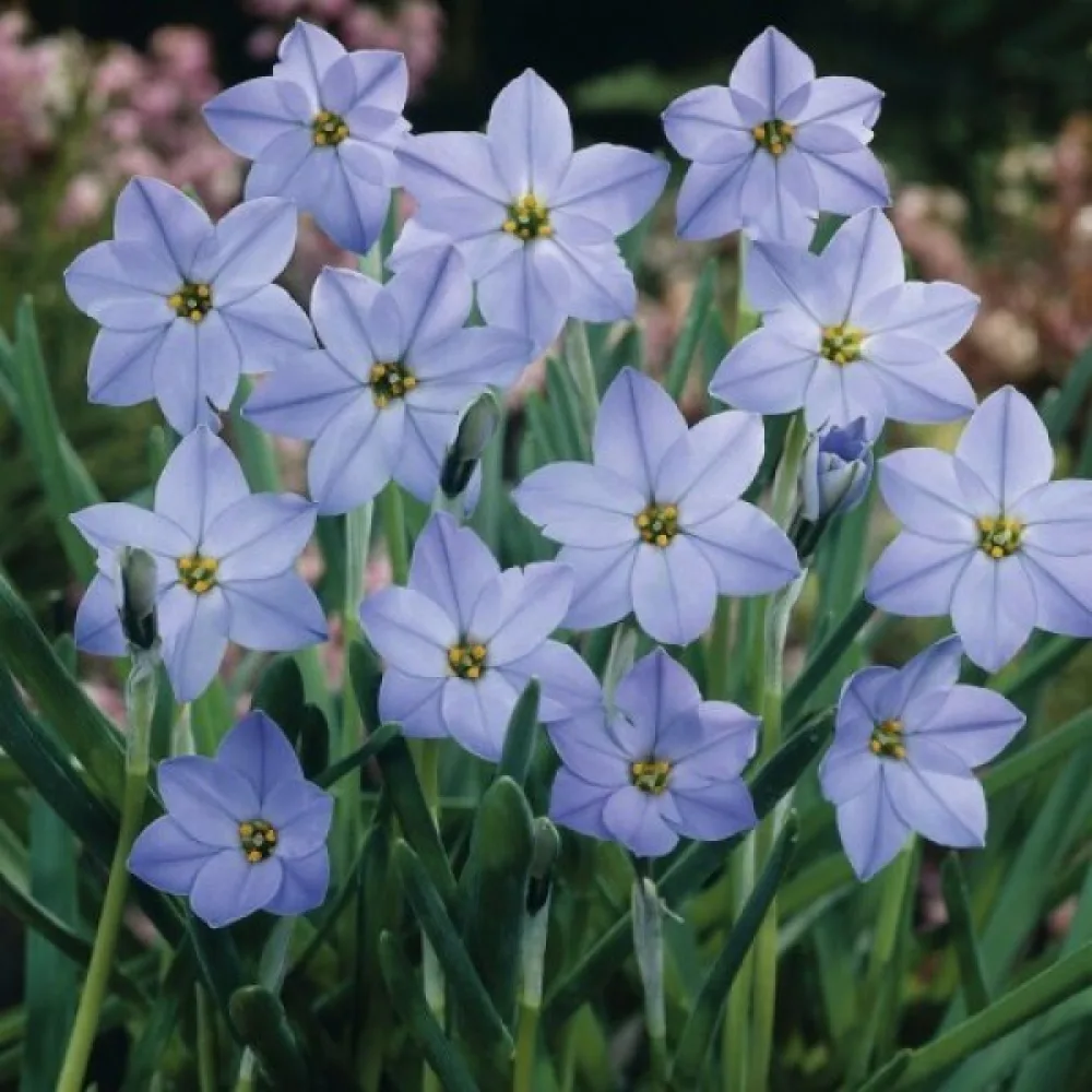 Stjärnblomma Ipheion uniflorum