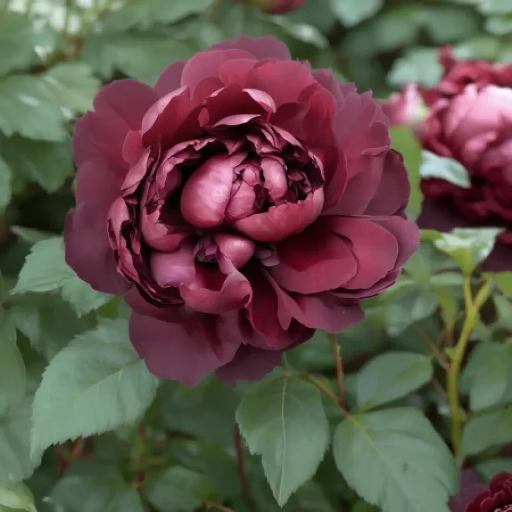 Ros 'Dark Ambrosia' – barrotad