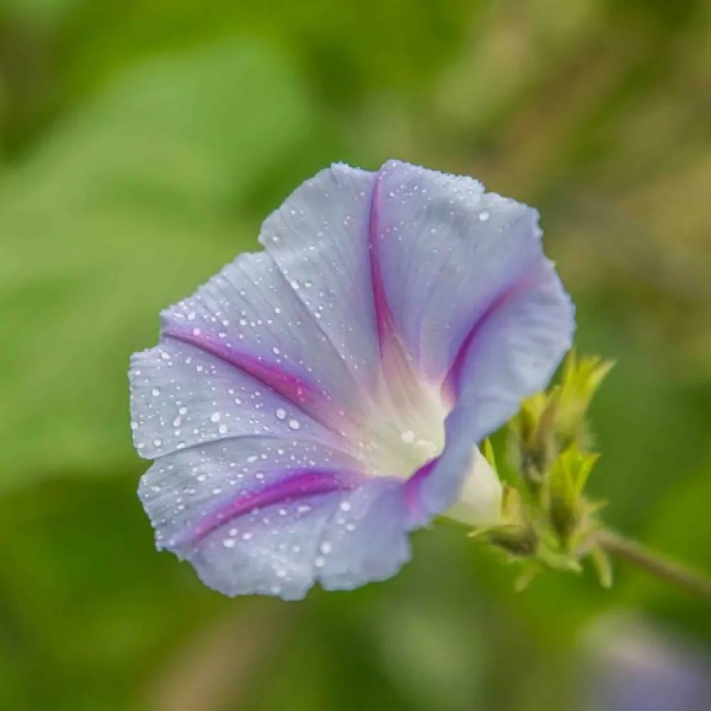 Purpurvinda 'Caprice'
