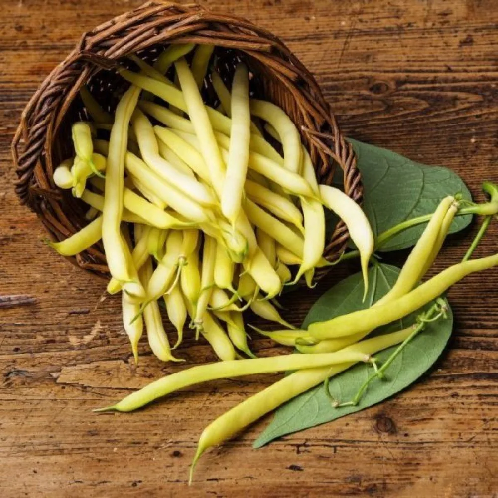 Störböna 'Neckargold'