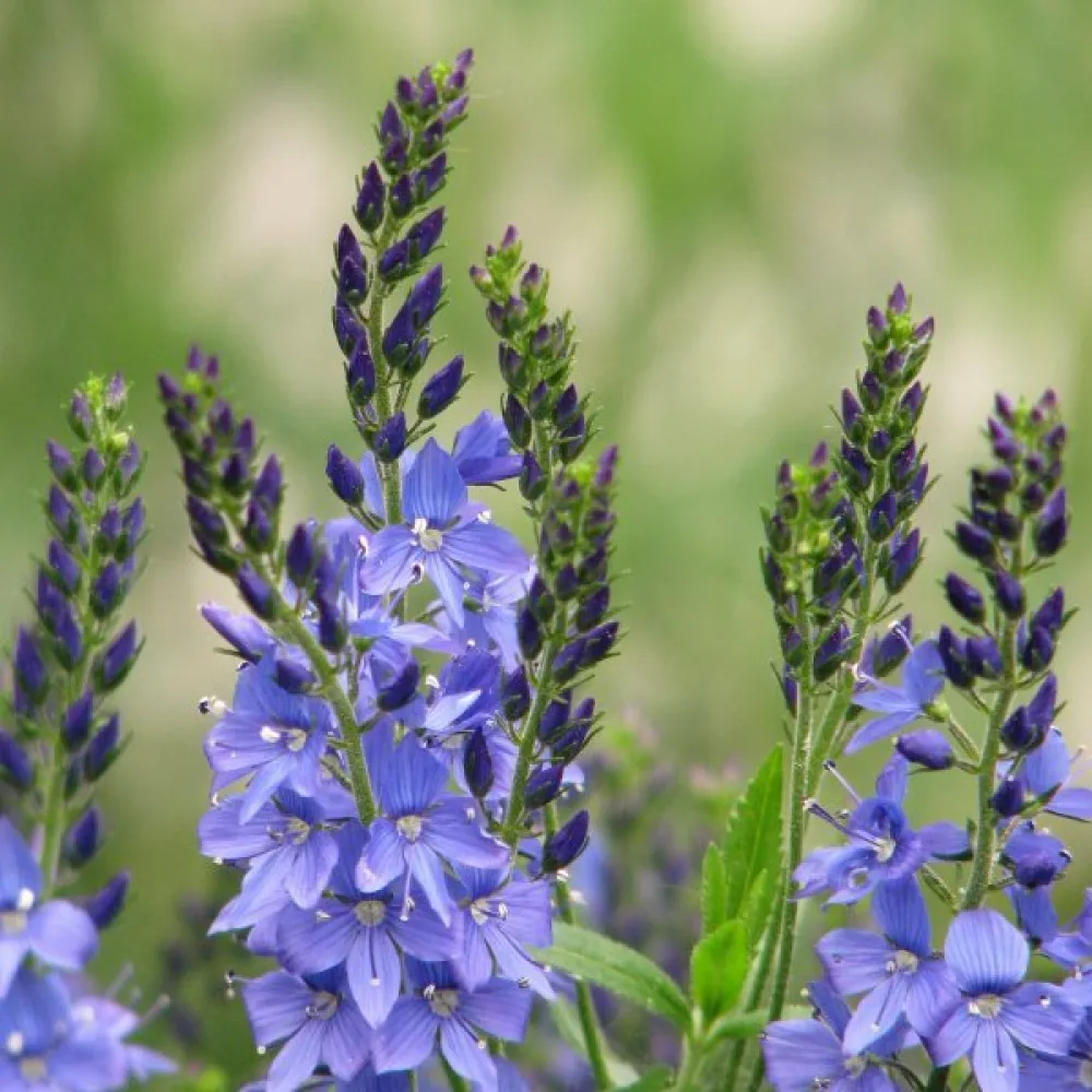 Axveronika 'Royal Blue'
