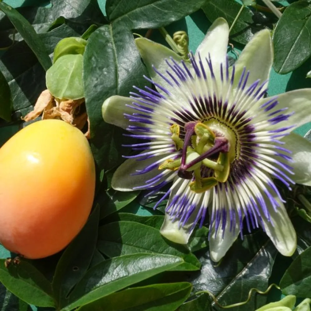 Passionsblomma Passiflora caerulea – blå
