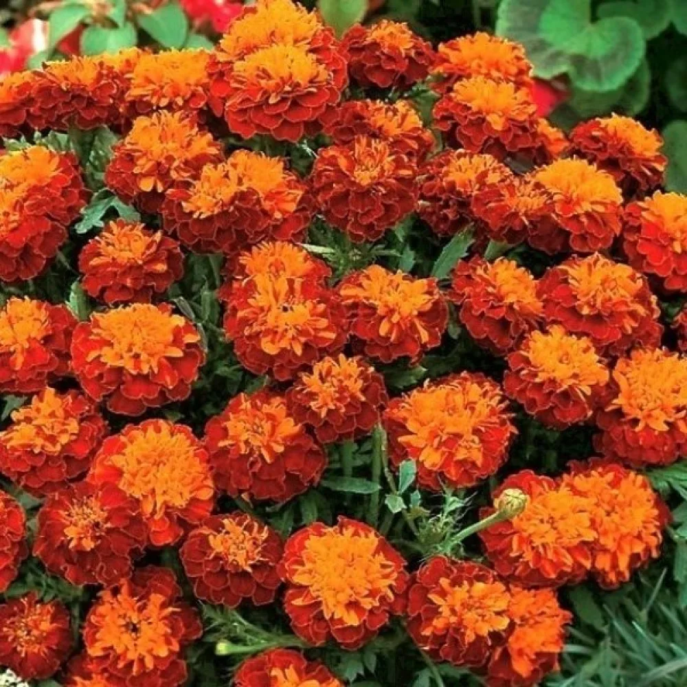 Fransk tagetes 'Boy Harmony'