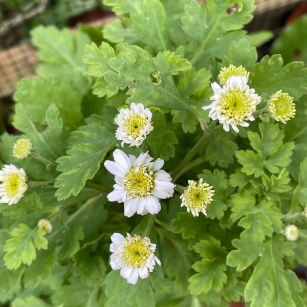 Mattram Tanacetum parthenium