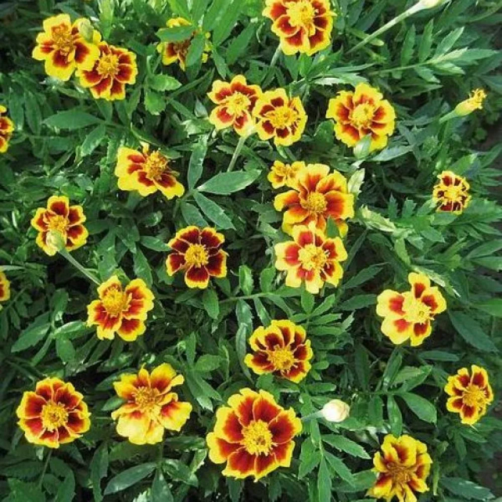 Fransk tagetes 'Legion of Honour'