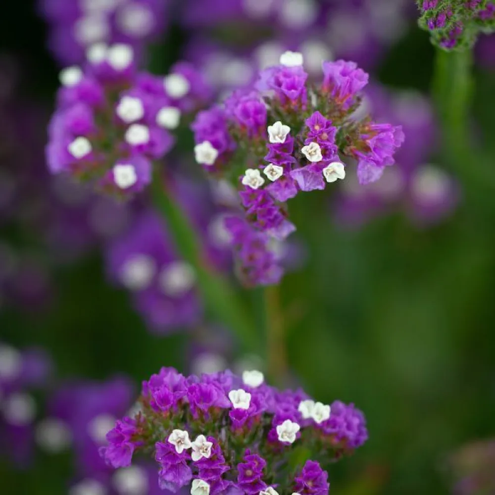 Praktrisp Limonium sinuatum – lila
