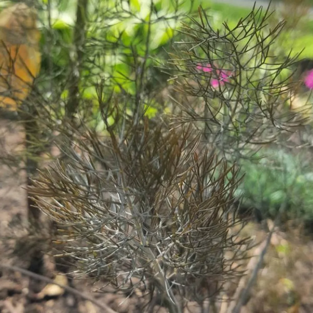 Fänkål med aromatiska blad