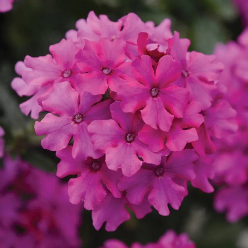 Verbena, rosa