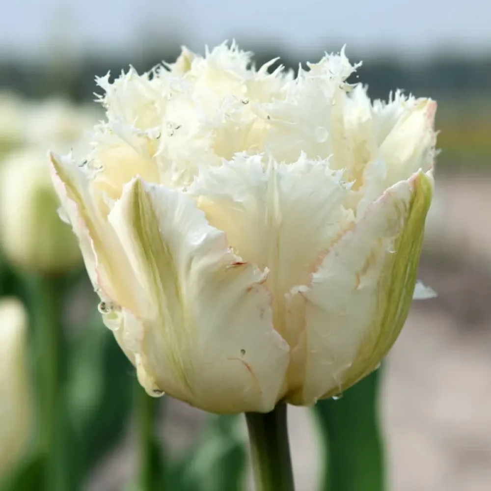 Tulpan 'Noordeinde'
