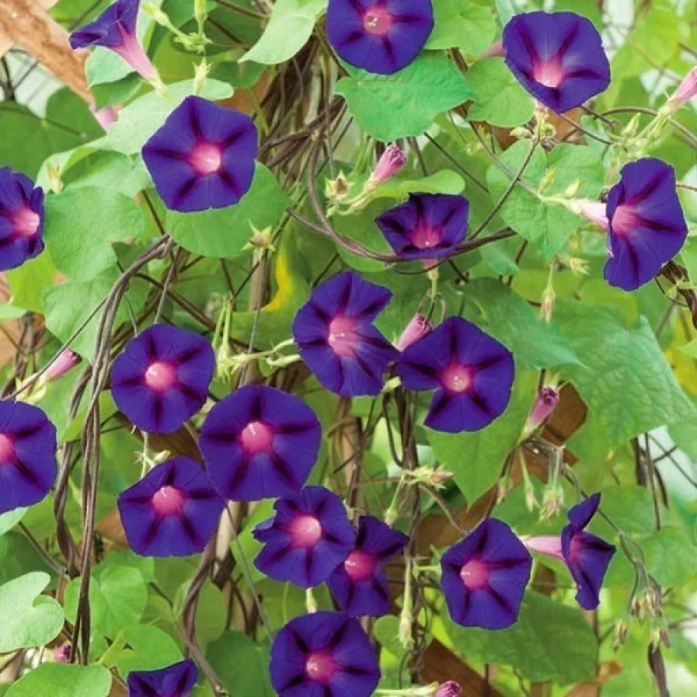 Purpurvinda 'Feringa' – violett