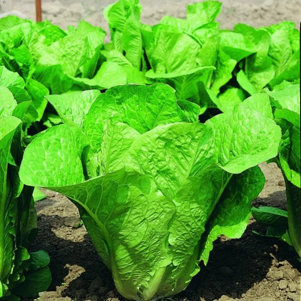 Romansallad 'Lentissima a Montare'