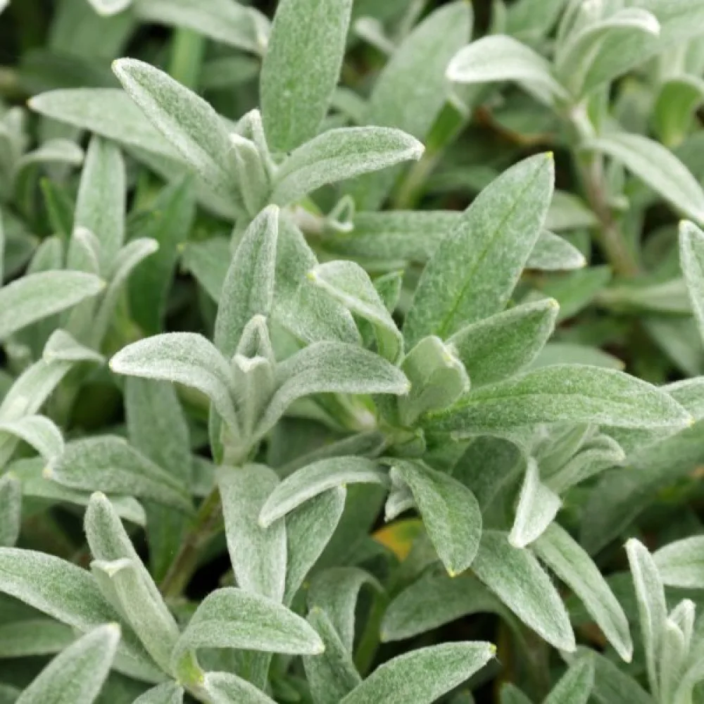 Silverarv Cerastium tomentosum, vit