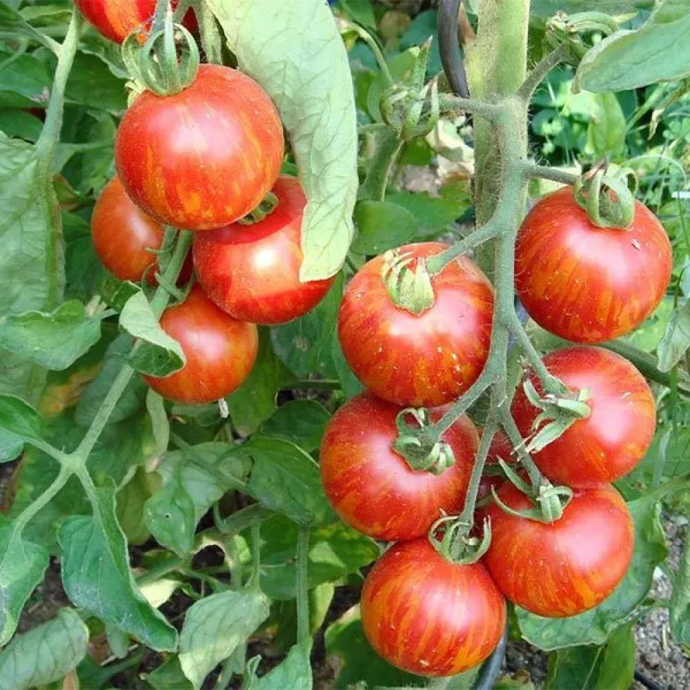 Tomat 'Tigerella'