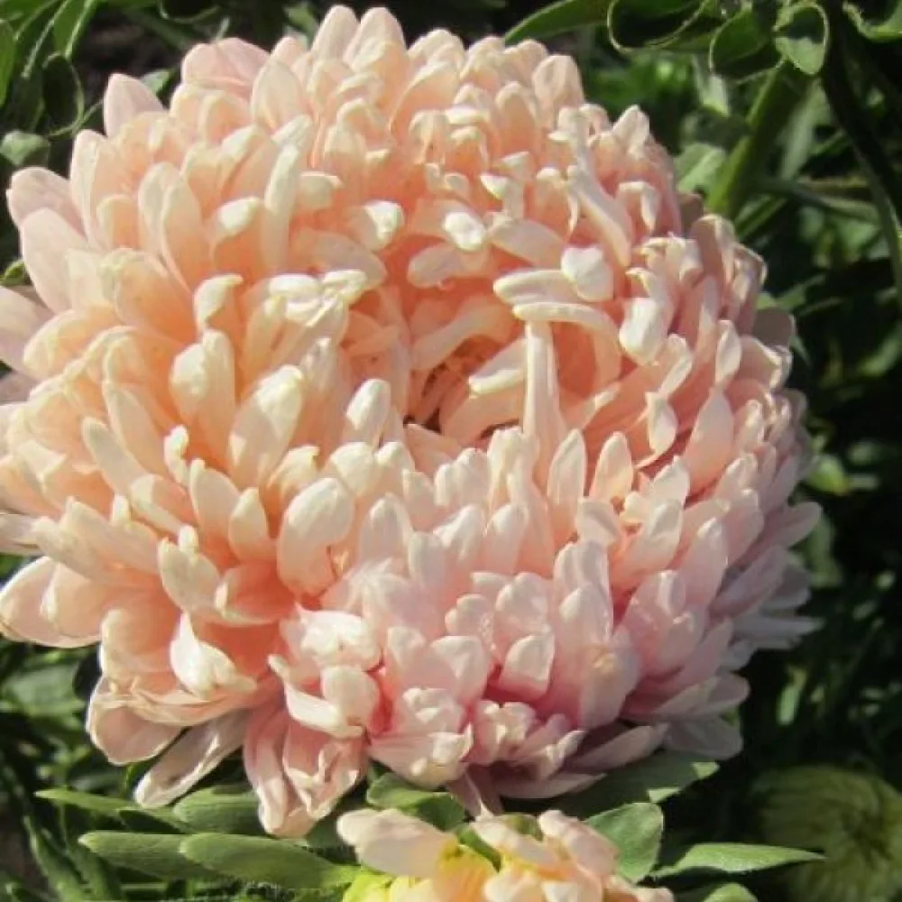 Sommaraster pionblommig – laxrosa, storblommig
