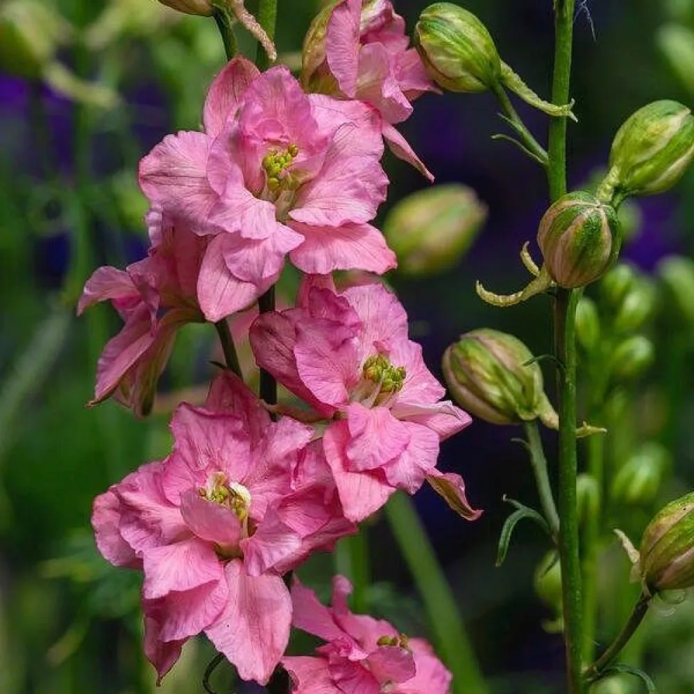 Sommarriddarsporre 'Pink Queen' – ljusrosa