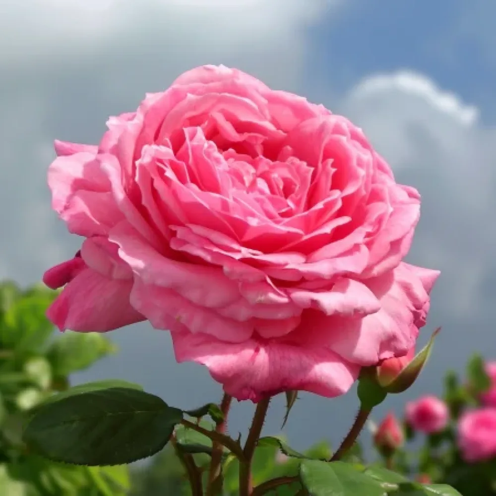 Ros 'Lumina' – barrotad