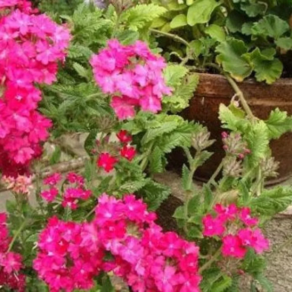 Verbena, magenta