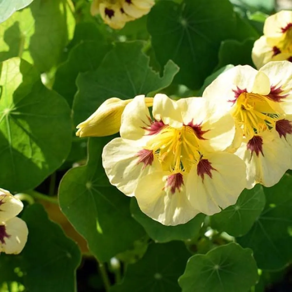 Krasse 'Tip-Top Ladybird Yellow'