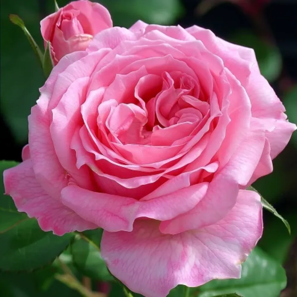 Ros 'Eternal Princess' – barrotad