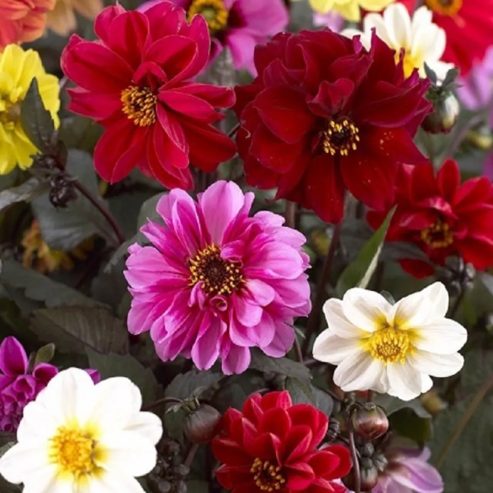 Lågväxande dahlia 'Redskin' – blandning