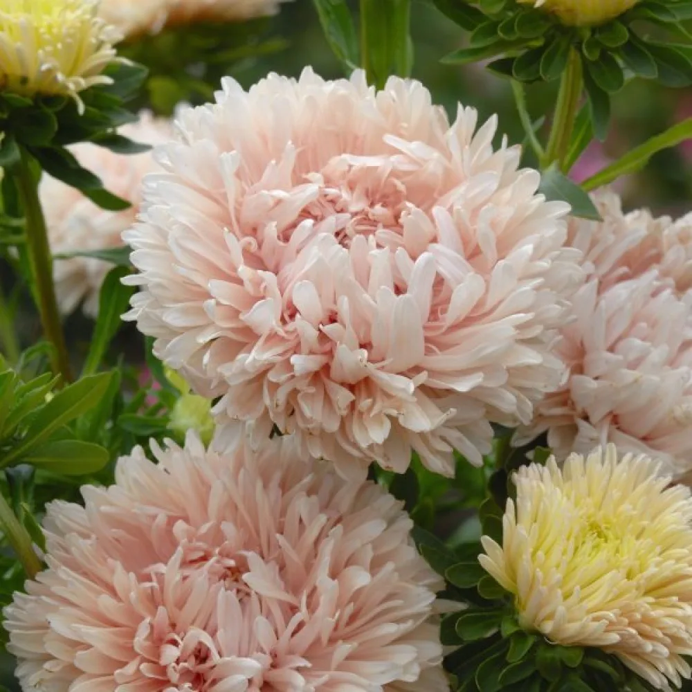 Sommaraster 'Apollonia' – beige