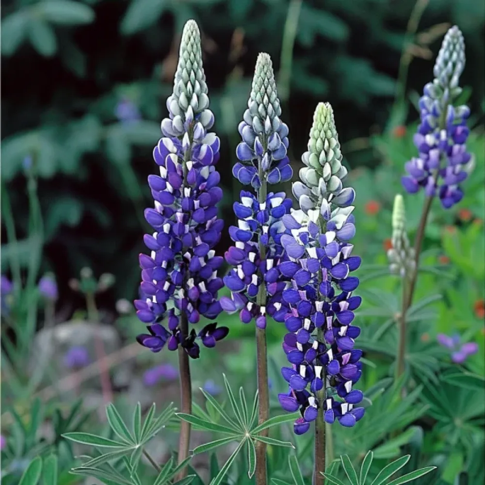 Blomsterlupin 'Russel'