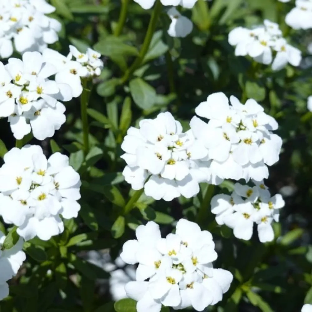 Iberis 'Empress' – vit