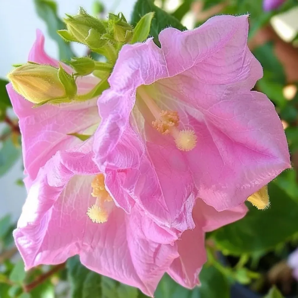 Mariaklocka Campanula medium – karminrosa