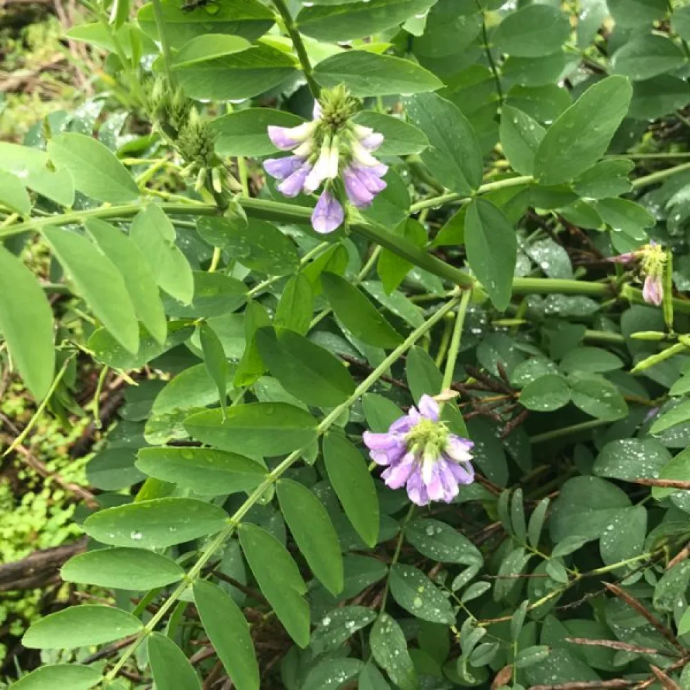 Getruta