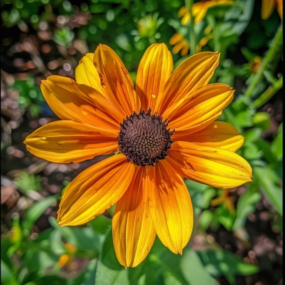 Sommarrudbeckia 'Marmalade'
