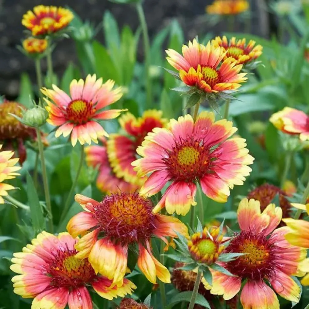 Kokardblomster Gaillardia pulchella, enkel, mix