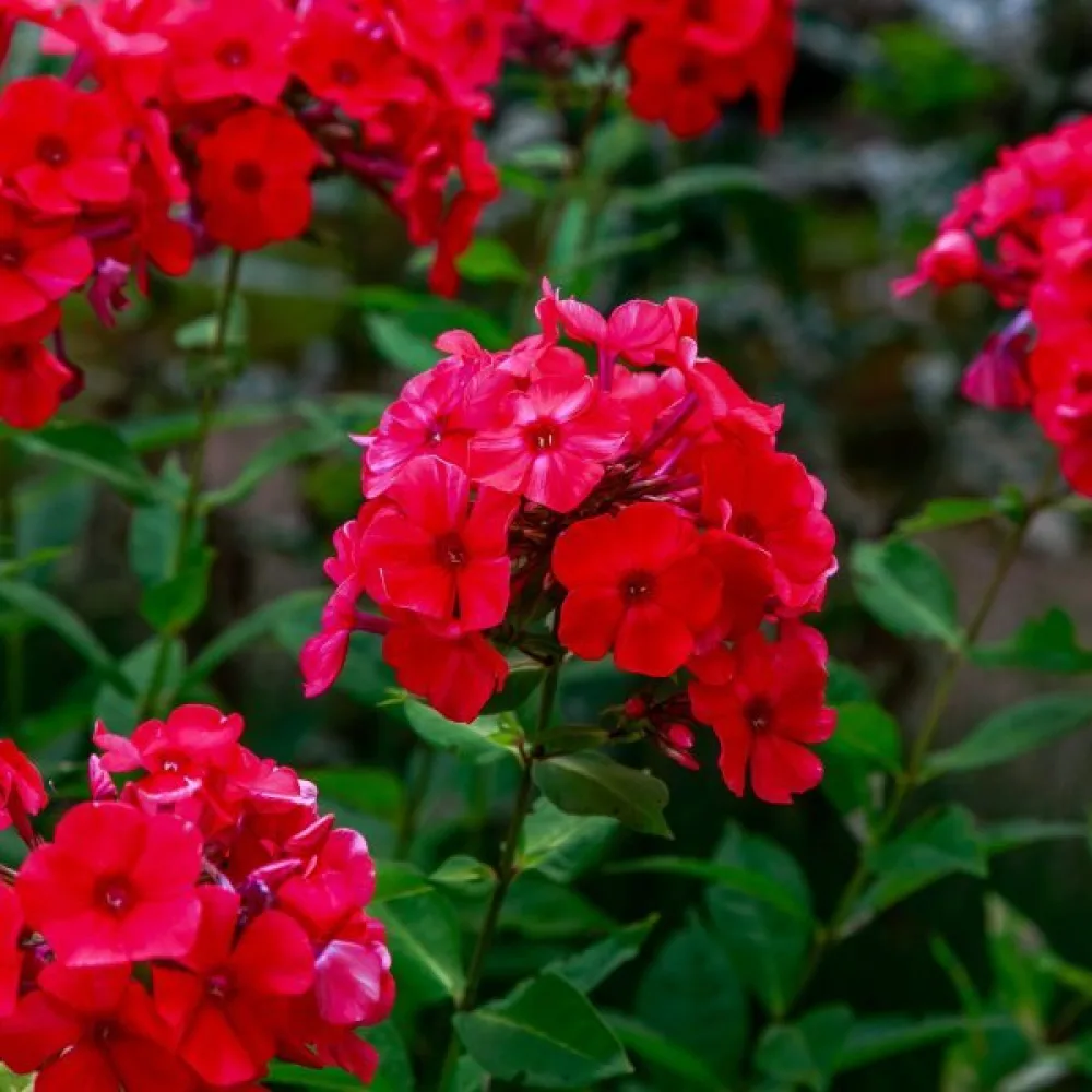 Sommarflox 'Beauty Scarlet'