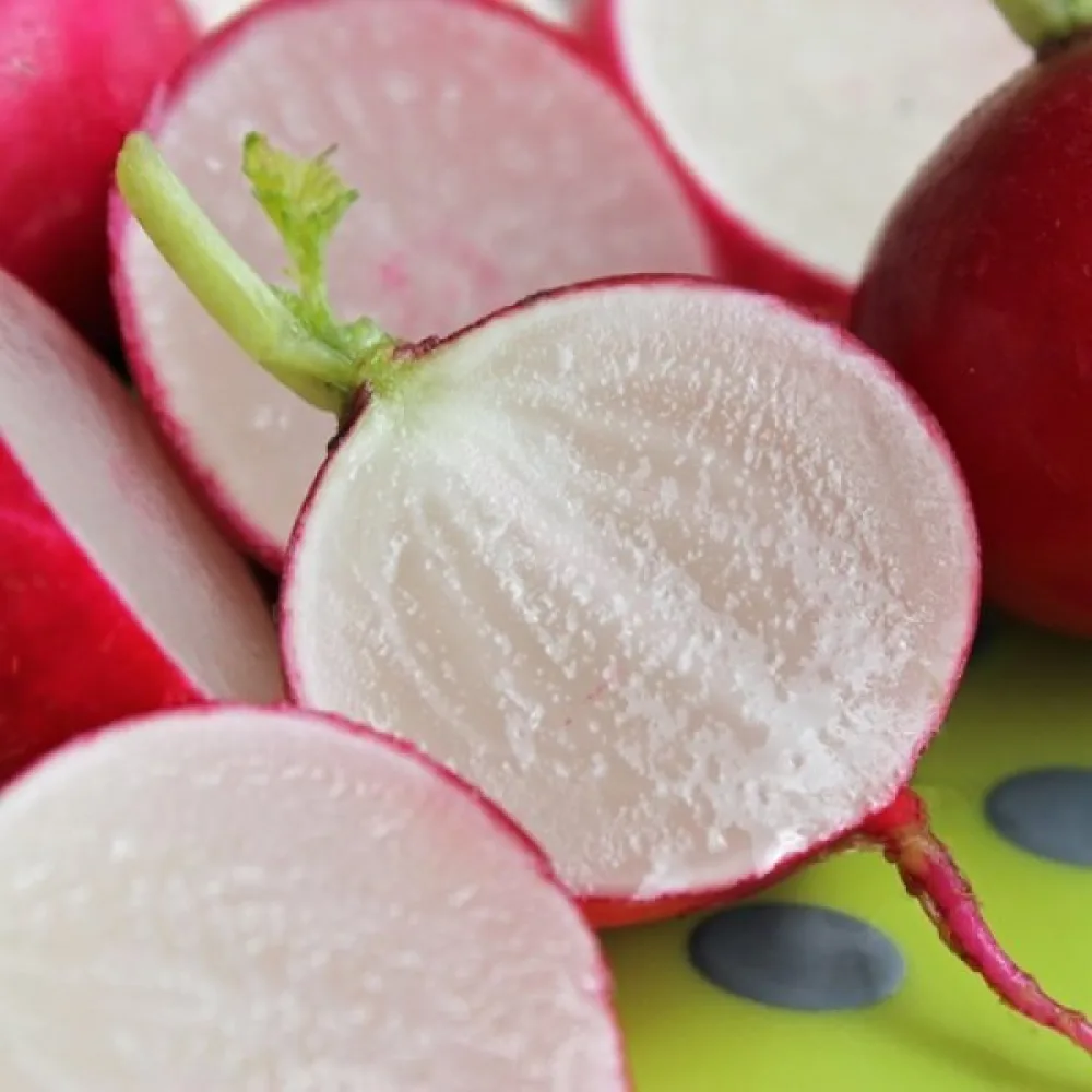 Rädisa 'Riesen von Aspern'