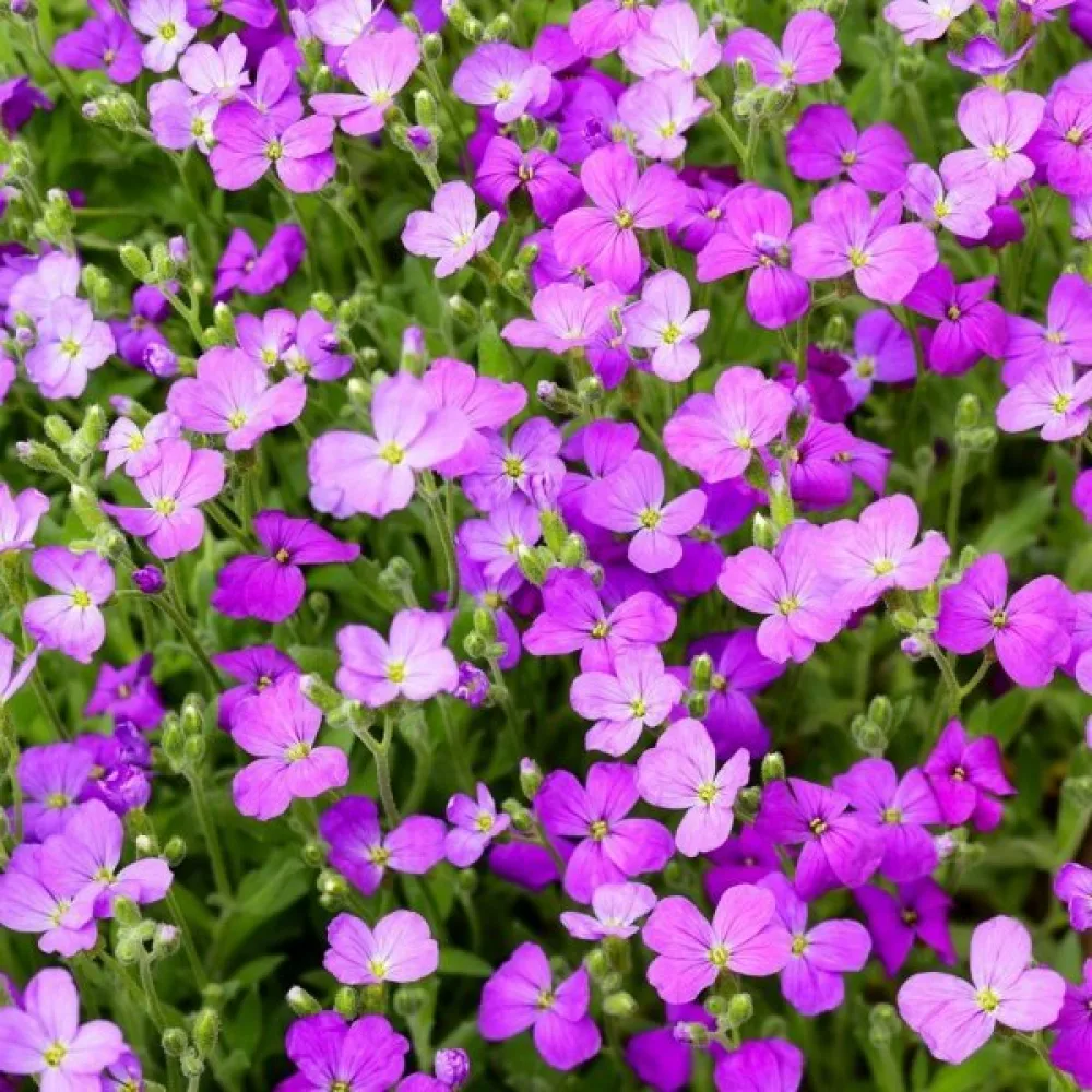 Aubrietia – mix