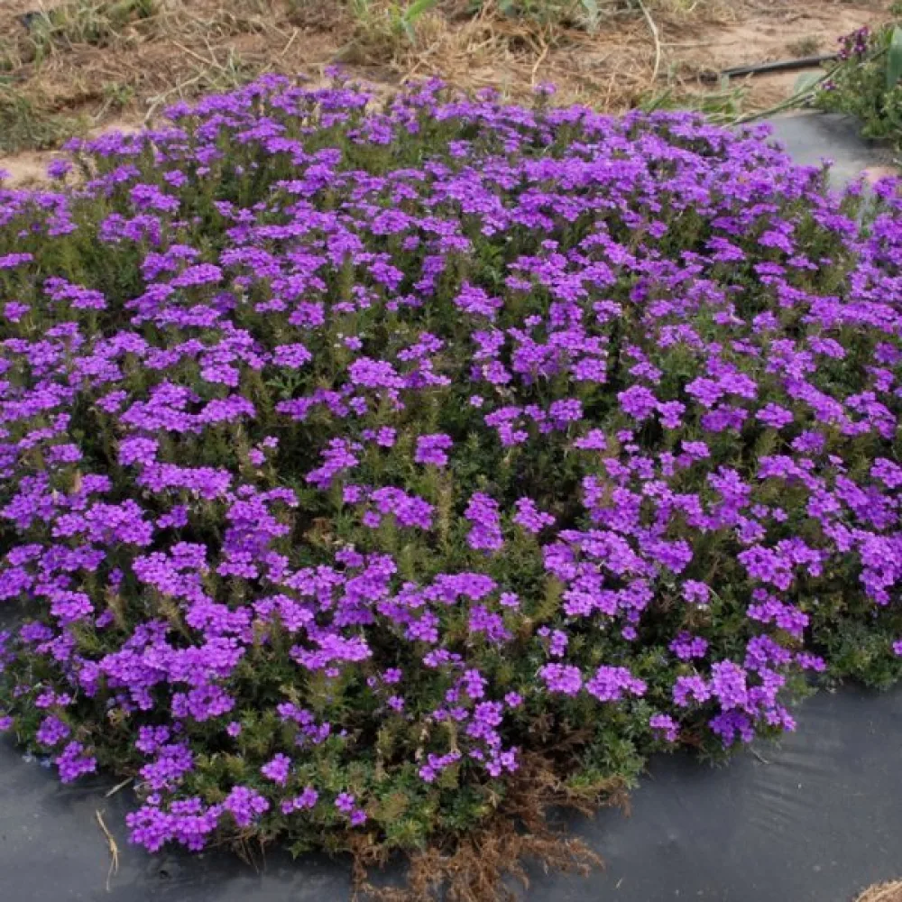 Storblommig verbena, lila